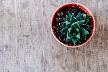 Cactus on wood background with copy space