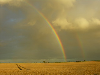 Obraz premium Double rainbow over a wheat field