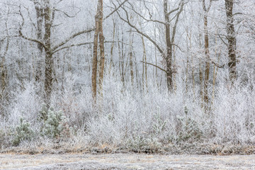 Frosty trees and shrubs in a forest edge