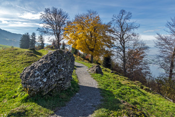 Amazing Landscape with Yellow tree near mount Rigi, Alps, Switzerland