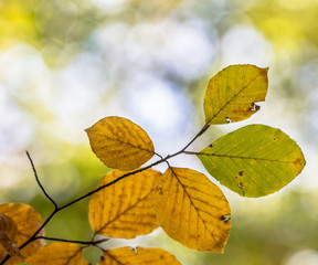 Colorful Autum leaves of Beech