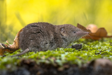 Crocidura Shrew resting on forest floor with bright background