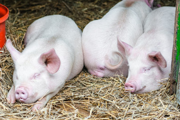 Three pigs swine sleeping resting on the straw in a farm stall 