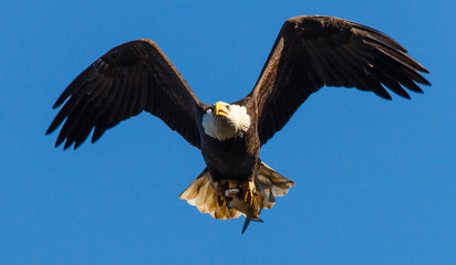Election Winner (Taken on Election Day 2016 near Washington D.C.)