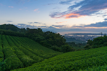 Beautiful green tea plantation and Mount Fuji on sunrise