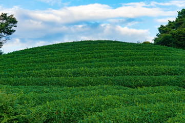Fototapeta na wymiar Green tea terraces close up. View from below