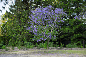 Colourful blooming jacaranda tree