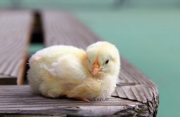 Cute baby chick