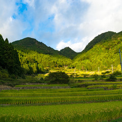 Beautiful country landscape. Rice farm in mountain forest