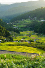 Fototapeta na wymiar Agriculture landscape of Aichi prefecture. Rice paddy