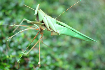 green weaving grasshopper from coconut leaf in thailand