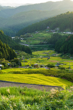 Agriculture landscape of Aichi prefecture. Rice paddy