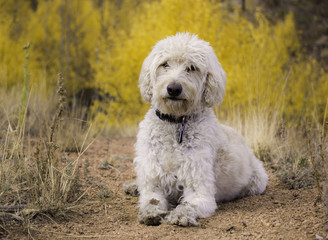Labradoodle on Sheep Rock Trail