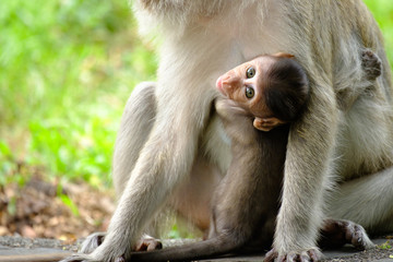 monkey