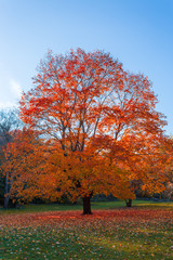 Fototapeta premium Fall Colors