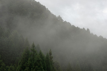 Mountain forest in fog