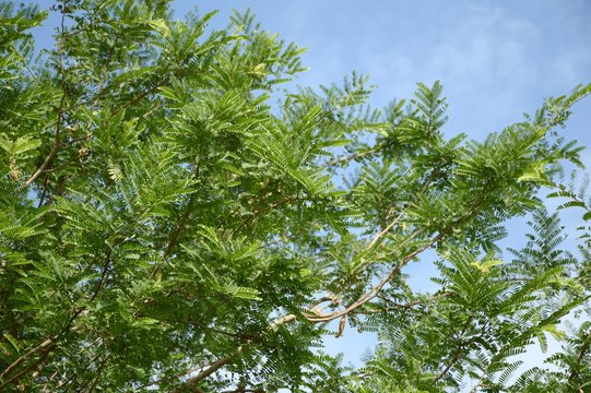 fresh green tamarindus indica tree in nature garden