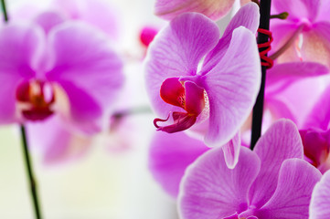 Fototapeta na wymiar Decorative orchid pink tropical flower phalaenopsis closeup