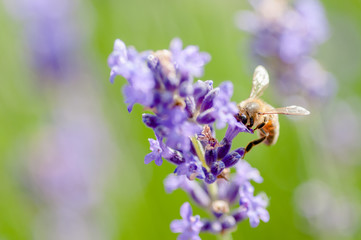 Honey bee visiting the lavender flowers and collecting pollen close up pollination 