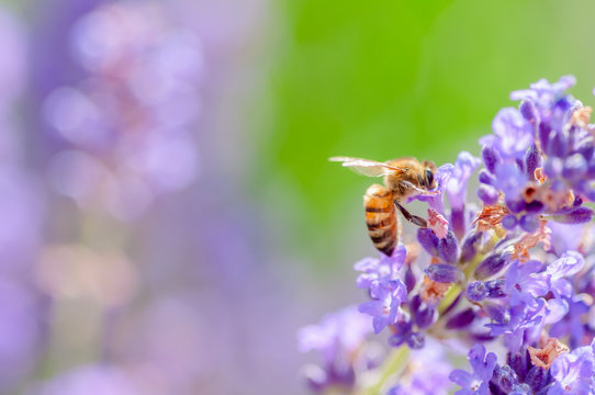 Honey bee visiting the lavender flowers and collecting pollen close up pollination 