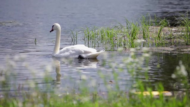 Swan at lake chilling out; Tracking shot, panning left; 