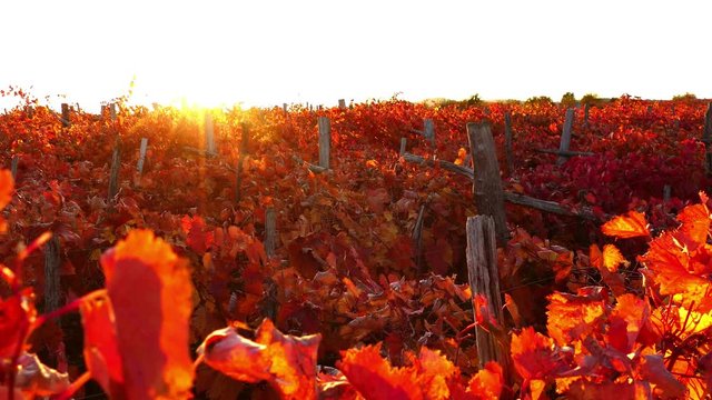 Carst vineyard in autumn colors at sunset - crane down, UHD