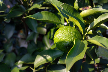 Trees bear a citrona small citrus fruit-Citrus junos- in Fukuoka city, JAPAN. It is in October. We...