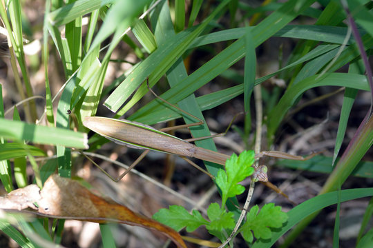 A Female praying mantis-Mantodea- is in the grass in Fukuoka city, JAPAN. It is in October.