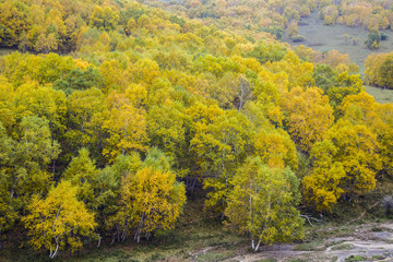 Fototapeta na wymiar In autumn, trees on the hillside