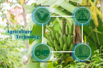 Agriculture technology concept. Agritech system icons on banana tree that are fruiting in the ranch.