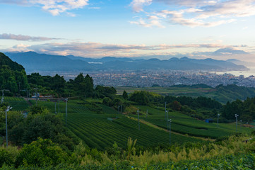 Aerial view of green tea plantations