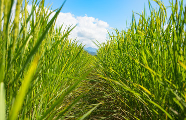 Rice Field in north of Thailand, Soft focus
