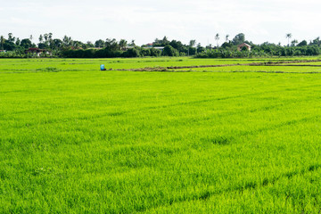 Green Cornfield in the countryside of Thailand.