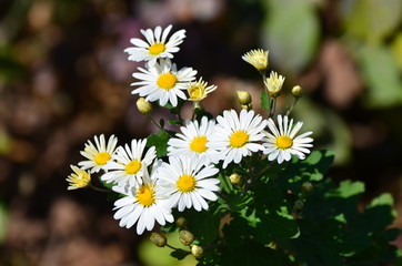 菊の花