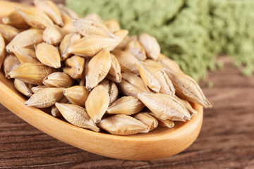 Closeup of barley grain on spoon and young powder barley in background, body detox