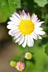 Fototapeta premium 菊の花