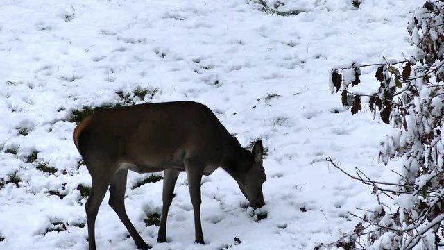 Rotwild im Winter