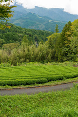 Fototapeta na wymiar Tea plantation in Kiso Valley