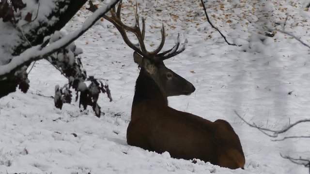 Rotwild im Winter