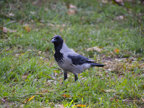 Hooded crow on the grass. A bird of the family Corvidae