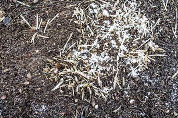 Ground textured surface background under bright sunlight / closeup texture