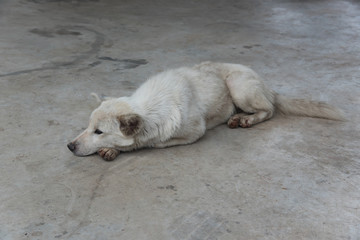 Portrait of male white Thai dog laying On the floor