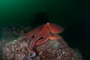 octopus in the deep sea