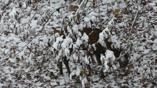 Rotwild im Winter