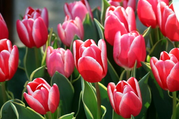 Fototapeta premium 赤いチューリップ