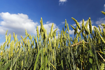 Obraz premium Field with cereal