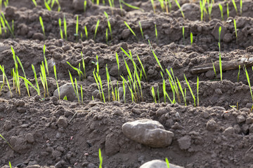 young grass plants, close-up