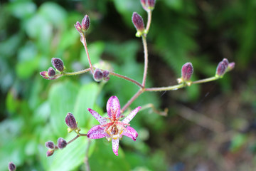 ホトトギスの花