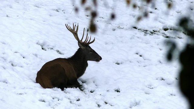 Rotwild im Winter
