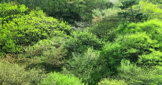 Gyeongju, Korea, Time lapse of green forest zoom